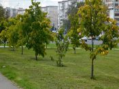Аллея детей войны